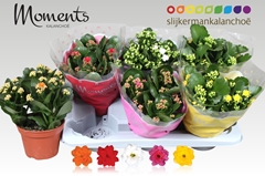 Kalanchoe Double Mix 15Ø 26cm
