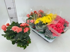Begonia Double Mix 13Ø 28cm