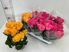 Begonia Double Mix 13Ø 27cm