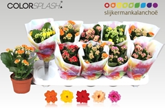 Kalanchoe Double Mix 10Ø 20cm