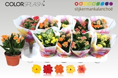 Kalanchoe Double Mix 10Ø 20cm
