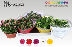 Kalanchoe Double Mix 23Ø 25cm