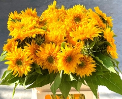 Helianthus Sun King 80cm 12cm Hd