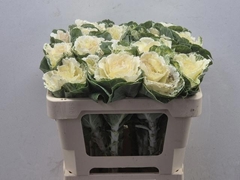Brassica White Crane 50cm