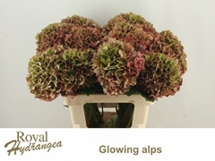 Hydrangea Glowing Alps Classic 60cm 16-18cm Hd