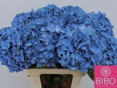 Hydrangea Pimpernel 60cm 18-20cm Hd