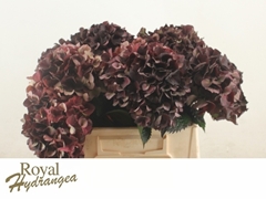 Hydrangea Dark Ruby Classic 40cm 12-14cm Hd