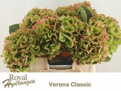 Hydrangea Verena Classic 50cm 16-18cm Hd