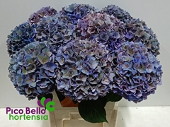Hydrangea Rodeo Red Classic 80cm 19-21cm Hd