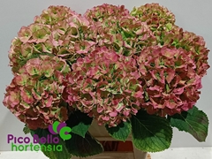 Hydrangea White Verena Classic 90cm 22-24cm Hd