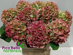 Hydrangea White Verena Classic 80cm 20-22cm Hd