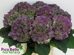 Hydrangea Verena Blue Classic 90cm 22-24cm Hd
