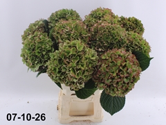 Hydrangea Glowing Alps Classic 70cm 18-20cm Hd