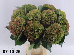 Hydrangea Elbtal Classic 70cm 20-22cm Hd