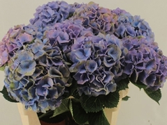 Hydrangea Royal Palace 60cm 15-17cm Hd
