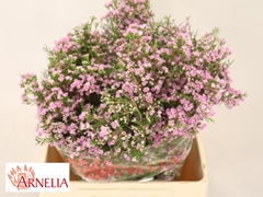 Chamelaucium Giselle 60cm 70gr.