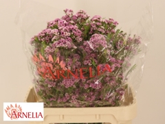 Chamelaucium Giselle 80cm 90gr.
