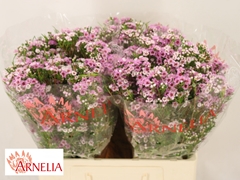 Chamelaucium Giselle 60cm 25gr.