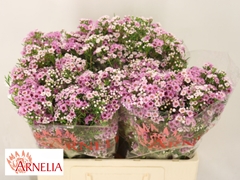 Chamelaucium Giselle 55cm 25gr.