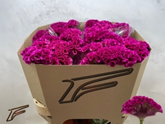Celosia Bar Bora 80cm
