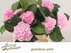 Hydrangea Royal Grandeur 50cm 13-15cm Hd
