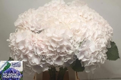 Hydrangea Sweet Verena 70cm 20-22cm Hd