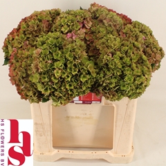 Hydrangea Royal Kiss Classic 50cm 18-20cm Hd