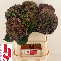 Hydrangea Mon Amour Classic 80cm 18-20cm Hd