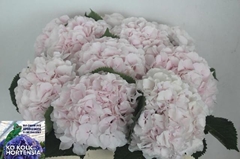 Hydrangea Sweet Verena 40cm 17-19cm Hd
