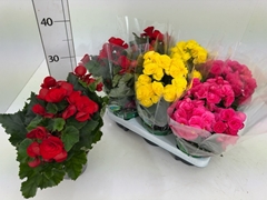Begonia Double Mix 13Ø 27cm