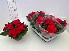 Begonia Double Baladin 13Ø 29cm