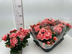 Begonia Double Borias 13Ø 29cm