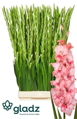 Gladiolus Adrenalin 110cm 170gr.