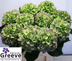 Hydrangea Verena Blue Classic 80cm 20-22cm Hd