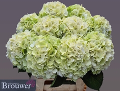Hydrangea White Verena Classic 80cm 21-23cm Hd