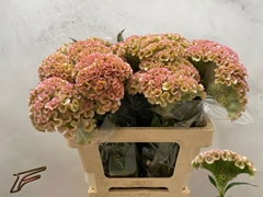 Celosia Champagne 56cm