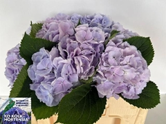 Hydrangea Verena Blue 50cm 15-17cm Hd