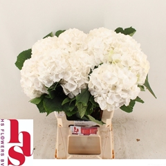 Hydrangea White Verena 60cm 18-20cm Hd