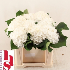 Hydrangea White Verena 50cm 15-17cm Hd