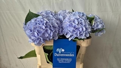 Hydrangea Verena Blue 75cm 18-20cm Hd