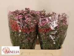 Chamelaucium Pirouette 80cm 45gr.