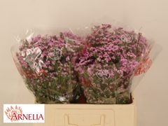 Chamelaucium Pirouette 55cm 20gr.