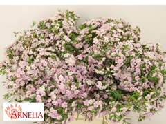 Chamelaucium Pirouette 40cm 15gr.