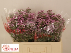 Chamelaucium Pirouette 50cm 20gr.