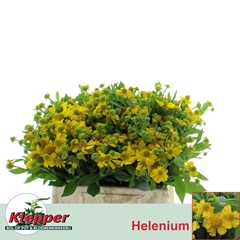 Helenium Kanaria 40cm