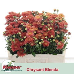 Chrysanth Spray Blenda Salmon 45cm 45gr.