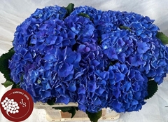 Hydrangea Royal Parade 65cm 11-13cm Hd