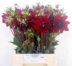 Dahlia Arabian Night 47cm