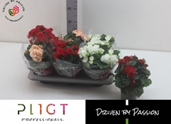 Begonia Double Mix 14Ø 28cm