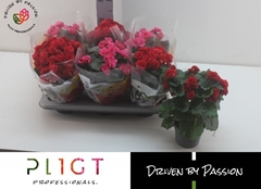 Begonia Double Mix 14Ø 35cm